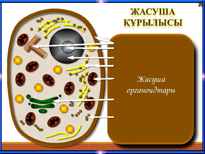 Жасуша мембранасы Жасуша қабырғасының астында болады. Қызметі: Жасуша құрамын шектеп, бір пішінге келтіріп тұрады; Жасушан
