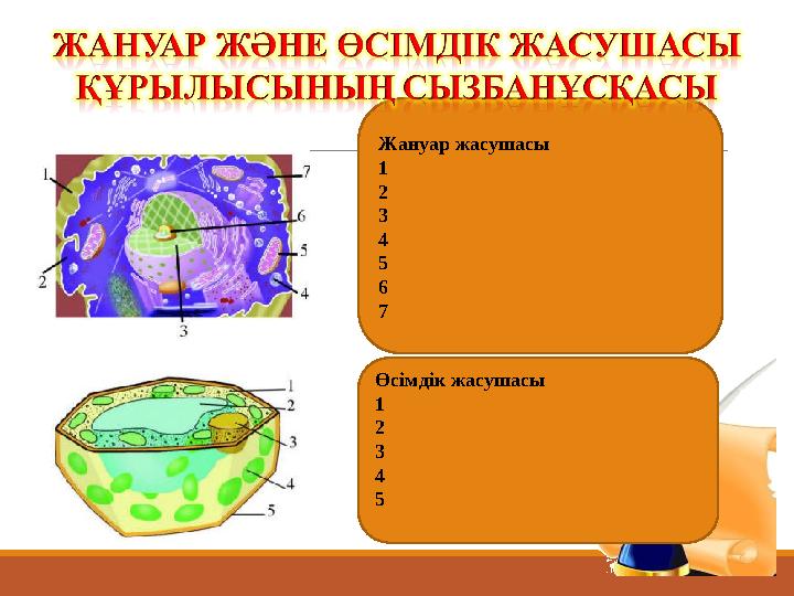 Жануар жасушасы 1 2 3 4 5 6 7 Өсімдік жасушасы 1 2 3 4 5