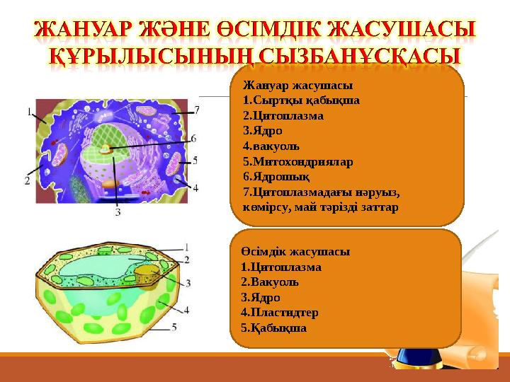 Жануар жасушасы 1.Сыртқы қабықша 2.Цитоплазма 3.Ядро 4.вакуоль 5.Митохондриялар 6.Ядрошық 7.Цитоплазмадағы нәруыз, көмірсу, май