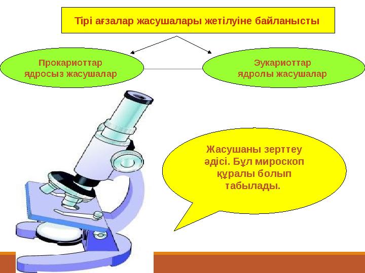 Тірі ағзалар жасушалары жетілуіне байланысты Прокариоттар ядросыз жасушалар Эукариоттар ядролы жасушалар Жасушаны зерттеу