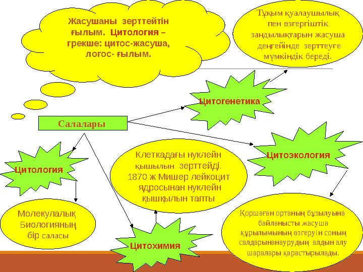 Жасушаны зерттейтін ғылым. Цитология – грекше: цитос-жасуша, логос- ғылым. Салалары Цитология Цитохимия Цитогенетика Цит