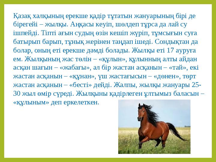 Қазақ халқының ерекше қадір тұтатын жануарының бірі де бірегейі – жылқы. Аңқасы кеуіп, шөлдеп тұрса да лай су ішпейді. Тіпті а
