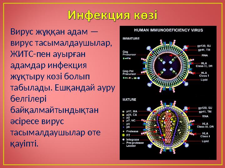 Вирус жұққан адам — вирус тасымалдаушылар, ЖИТС-пен ауырған адамдар инфекция жұқтыру көзі болып табылады. Ешқандай ауру бе