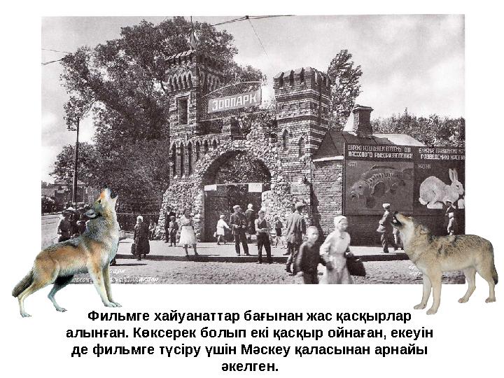 Фильмге хайуанаттар бағынан жас қасқырлар алынған. Көксерек болып екі қасқыр ойнаған, екеуін де фильмге түсіру үшін Мәскеу қал Фильмге хайуанаттар бағынан жас қасқырлар алынған. Көксерек болып екі қасқыр ойнаған, екеуін де фильмге түсіру үшін Мәскеу қал