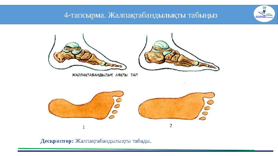 4-тапсырма. Жалпақтабандылықты табыңыз Дескриптор: Жалпақтабандылықты табады. Дескриптор: Бұлшық 1 2