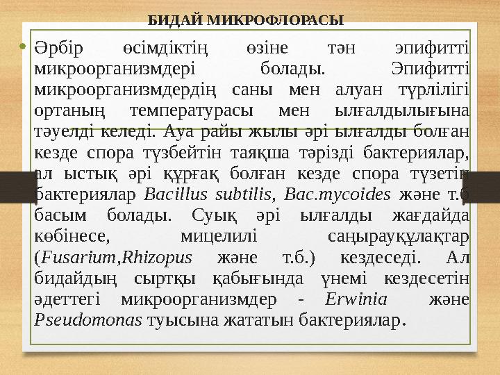 БИДАЙ МИКРОФЛОРАСЫ •Әрбір өсімдіктің өзіне тән эпифитті микроорганизмдері болады. Эпифитті микроорганизмдердің саны мен алуан
