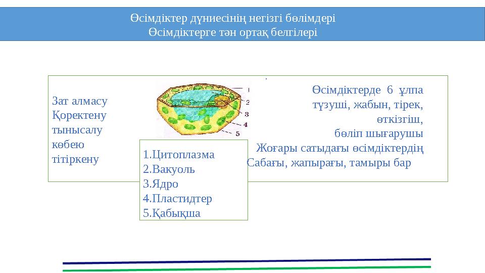 Зат алмасу Қоректену тынысалу көбею тітіркену . Өсімдіктер дүниесінің негізгі бөлімдері Өсімдіктерге