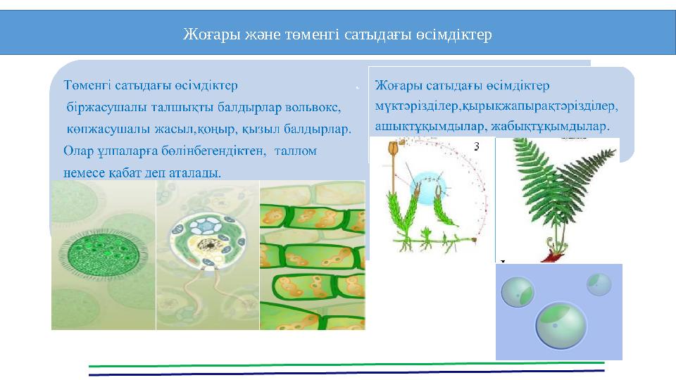 Жоғары және төменгі сатыдағы өсімдіктер