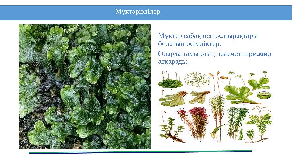 Мүктер сабақ пен жапырақтары болатын өсімдіктер. Оларда тамырдың қызметін ризоид атқарады. Мүктәрізділер