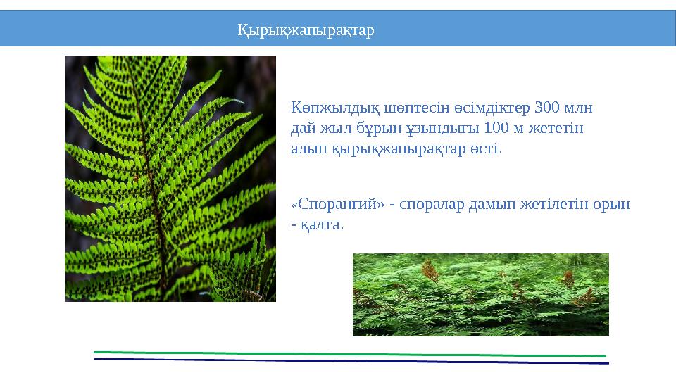 Қырықжапырақтар Көпжылдық шөптесін өсімдіктер 300 млн дай жыл