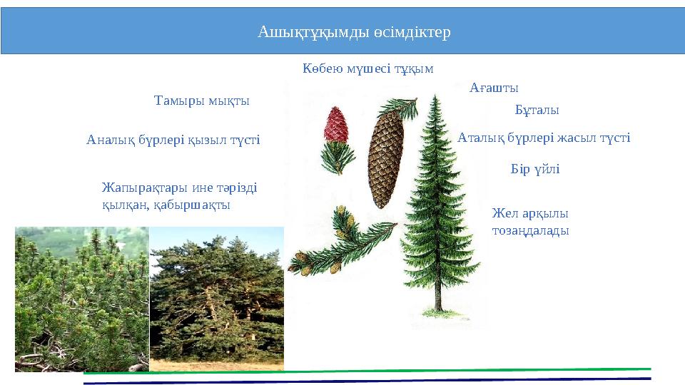 Тамыры мықты Жапырақтары ине тәрізді қылқан, қабыршақты Бір үйлі Аталық бүрлері жасыл түстіАналық бүрлері қызыл түсті Жел ар