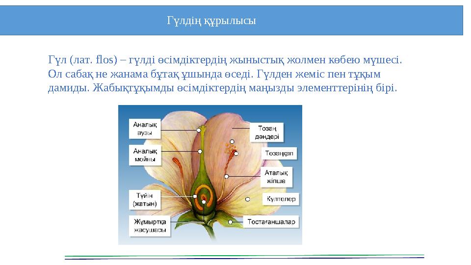Гүлдің құрылысы Гүл (лат. flos) – гүлді өсімдіктердің жыныстық жолмен көбею мүшесі. Ол сабақ не жанама бұтақ ұшында өседі. Гүл