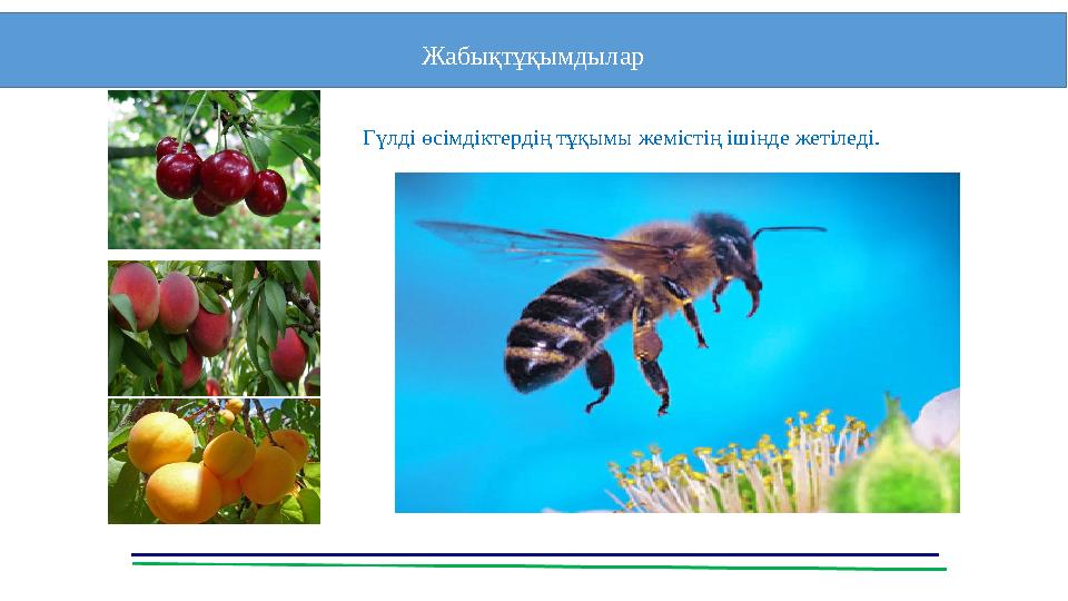 Жабықтұқымдылар Гүлді өсімдіктердің тұқымы жемістің ішінде жетіледі.