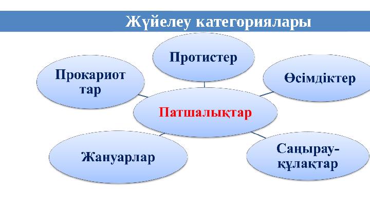 4 Жүйелеу категориялары