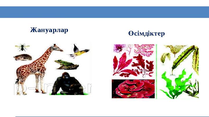 6 Жануарлар Өсімдіктер