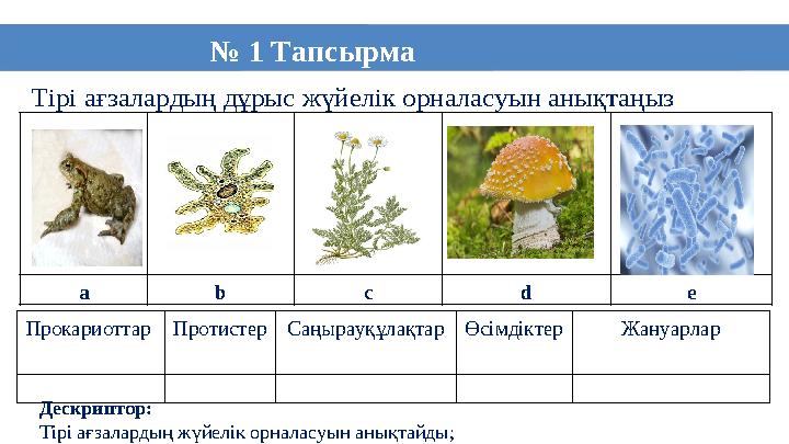 9 Тірі ағзалардың дұрыс жүйелік орналасуын анықтаңыз № 1 Тапсырма а b c d e Прокариоттар ПротистерСаңырауқұлақтарӨсімдіктер Жа