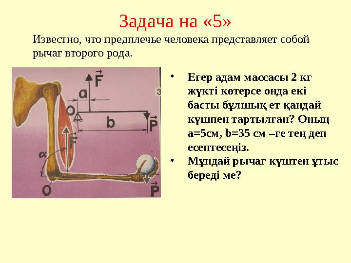 Задача на «5» •Егер адам массасы 2 кг жүкті көтерсе онда екі басты бұлшық ет қандай күшпен тартылған? Оның а=5см, b=35 см –г