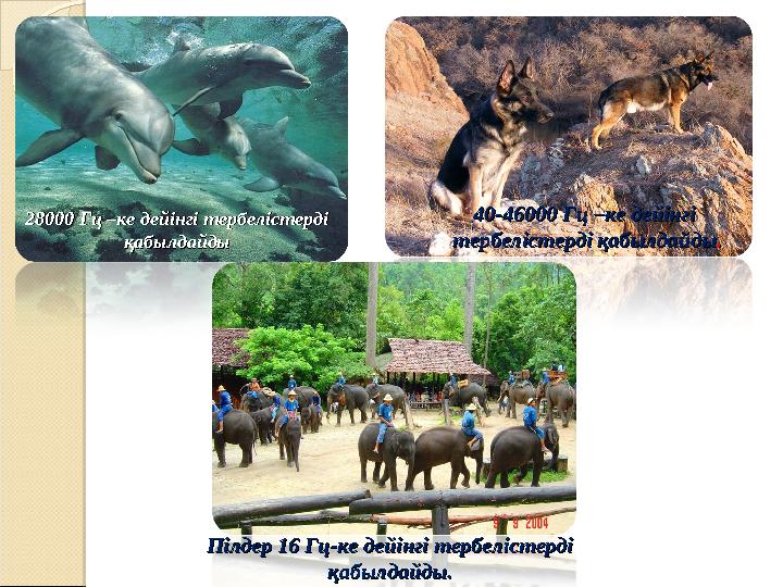 28000 Гц –ке дейінгі тербелістерді 28000 Гц –ке дейінгі тербелістерді қабылдайдықабылдайды 40-46000 Гц –ке дейінгі 40-46000