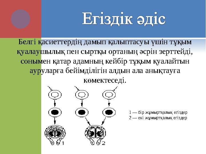 1 — бір жұмыртқалық егіздер 2 — екі жұмыртқалық егіздер Белгі қасиеттердің дамып қалыптасуы үшін тұқым қуалаушылық пен сыртқы