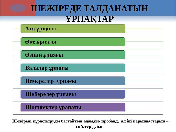 ШЕЖІРЕДЕ ТАЛДАНАТЫН ҰРПАҚТАР Шежірені құрастыруды бастайтын адамды- пробанд, ал іні қарындастарын – сибстер дейді.