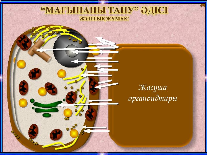 Жасуша органоидтары Жасуша органоидтары