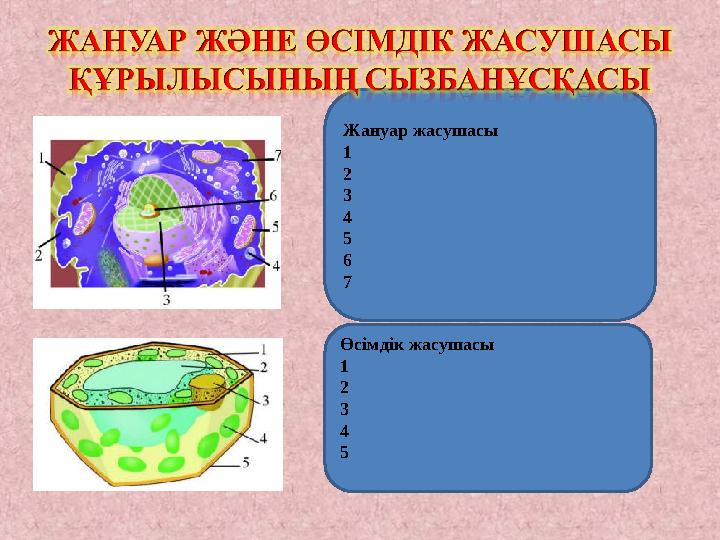 Жануар жасушасы 1 2 3 4 5 6 7 Өсімдік жасушасы 1 2 3 4 5
