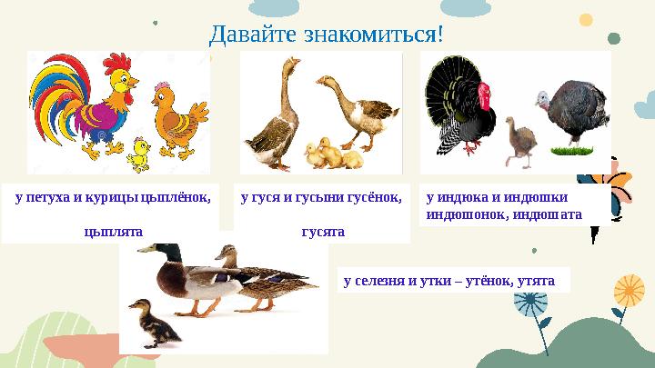 Давайте знакомиться! у петуха и курицы цыплёнок, цыплята у гуся и гусыни гусёнок,