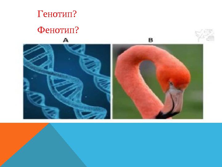 Генотип? Фенотип?