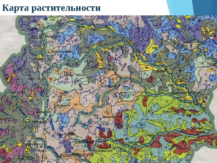 Карта растительности