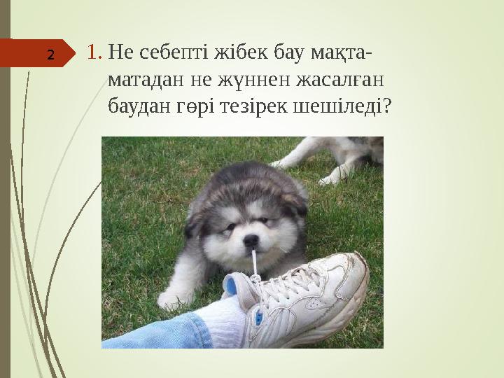 1.Не себепті жібек бау мақта- матадан не жүннен жасалған баудан гөрі тезірек шешіледі? 2