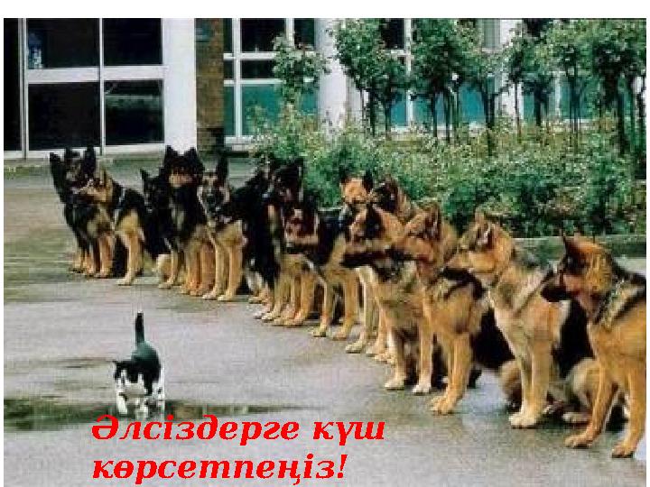 Әлсіздерге күш көрсетпеңіз!