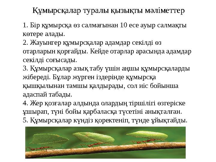 1. Бір құмырсқа өз салмағынан 10 есе ауыр салмақты көтере алады. 2. Жауынгер құмырсқалар адамдар секілді өз отарларын қорғайды