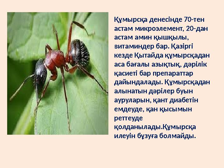 Құмырсқа денесінде 70-тен астам микроэлемент, 20-дан астам амин қышқылы, витаминдер бар. Қазіргі кезде Қытайда құмырсқадан