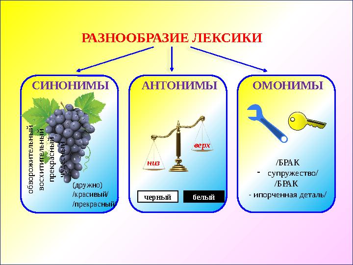 РАЗНООБРАЗИЕ ЛЕКСИКИ АНТОНИМЫ низ верх черный белый ОМОНИМЫ /БРАК -супружество/ /БРАК - ипорченная деталь/ СИНОНИМЫ (дружно) /к