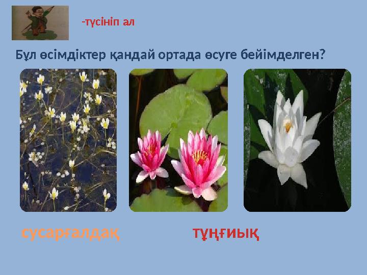 сусарғалдақ тұңғиық Бұл өсімдіктер қандай ортада өсуге бейімделген? -түсініп ал