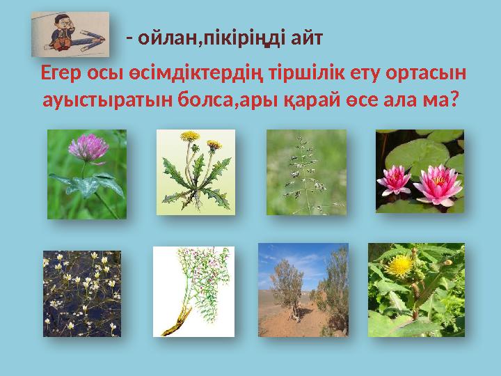 Егер осы өсімдіктердің тіршілік ету ортасын ауыстыратын болса,ары қарай өсе ала ма? - ойлан,пікіріңді айт