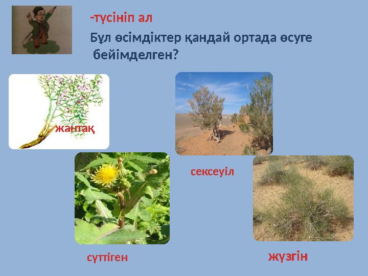 Бұл өсімдіктер қандай ортада өсуге бейімделген? жантақ сүттіген сексеуіл жүзгін -түсініп ал