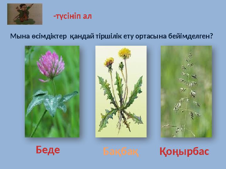 Беде БақбақҚоңырбас Мына өсімдіктер қандай тіршілік ету ортасына бейімделген? -түсініп ал