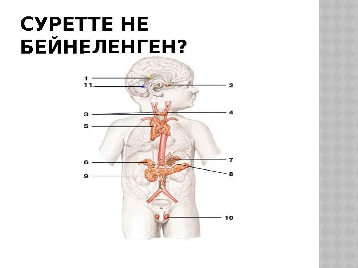 СУРЕТТЕ НЕ БЕЙНЕЛЕНГЕН?