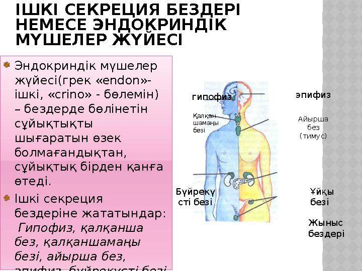 ІШКІ СЕКРЕЦИЯ БЕЗДЕРІ НЕМЕСЕ ЭНДОКРИНДІК МҮШЕЛЕР ЖҮЙЕСІ Эндокриндік мүшелер жүйесі(грек «endon»- ішкі, «crino» - бөлемін)