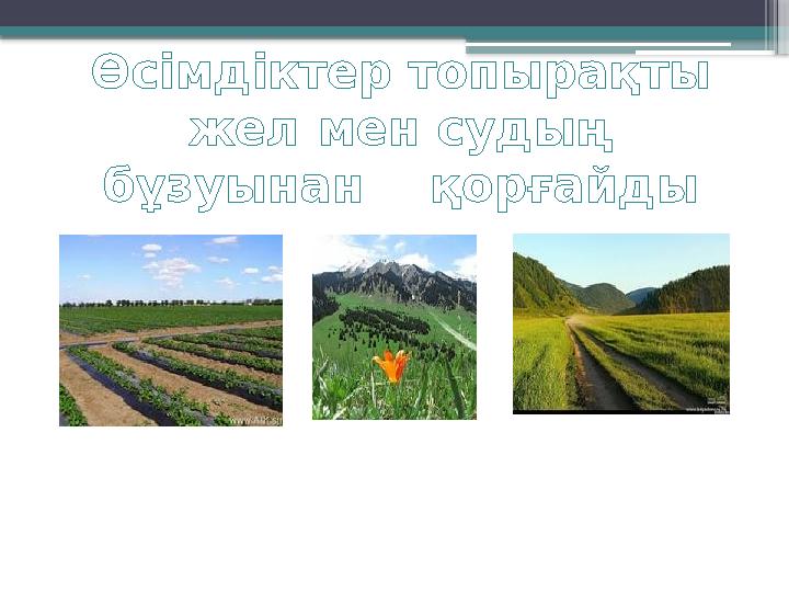 Өсімдіктер топырақты жел мен судың бұзуынан қорғайды