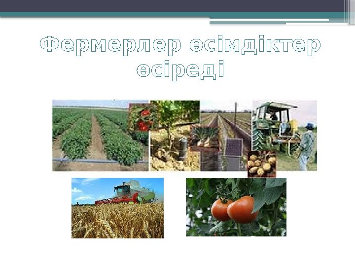 Фермерлер өсімдіктер өсіреді