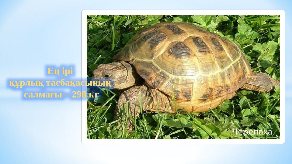 Ең ірі құрлық тасбақасының салмағы – 298 кг
