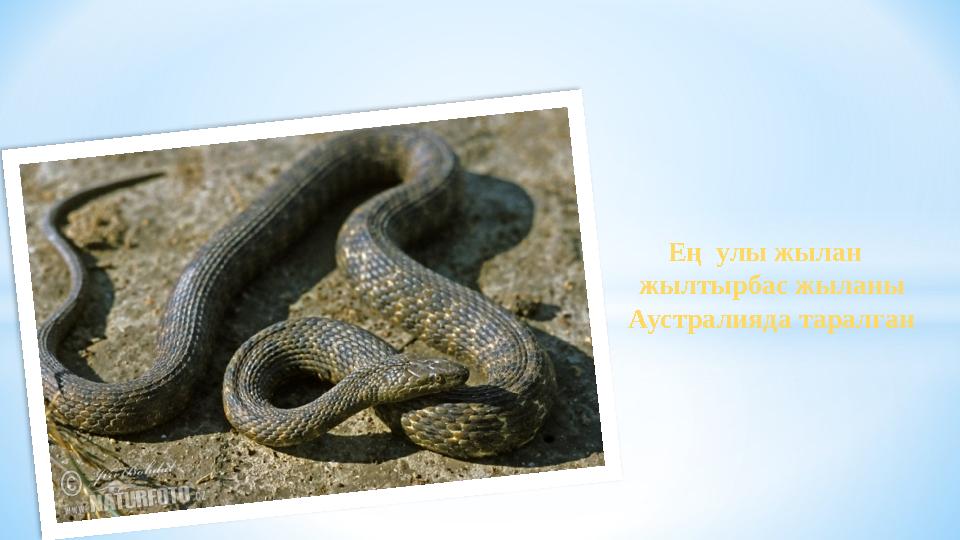 Ең улы жылан жылтырбас жыланы Аустралияда таралған