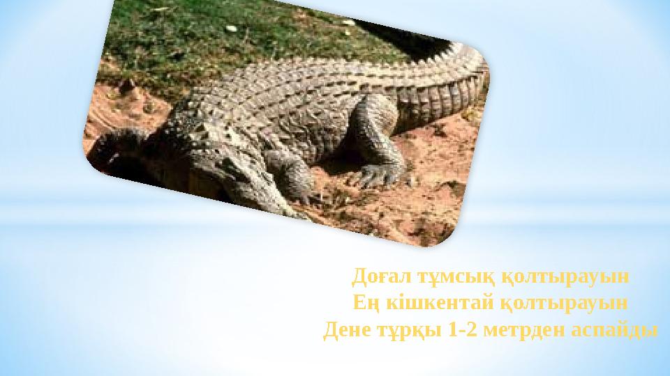Доғал тұмсық қолтырауын Ең кішкентай қолтырауын Дене тұрқы 1-2 метрден аспайды