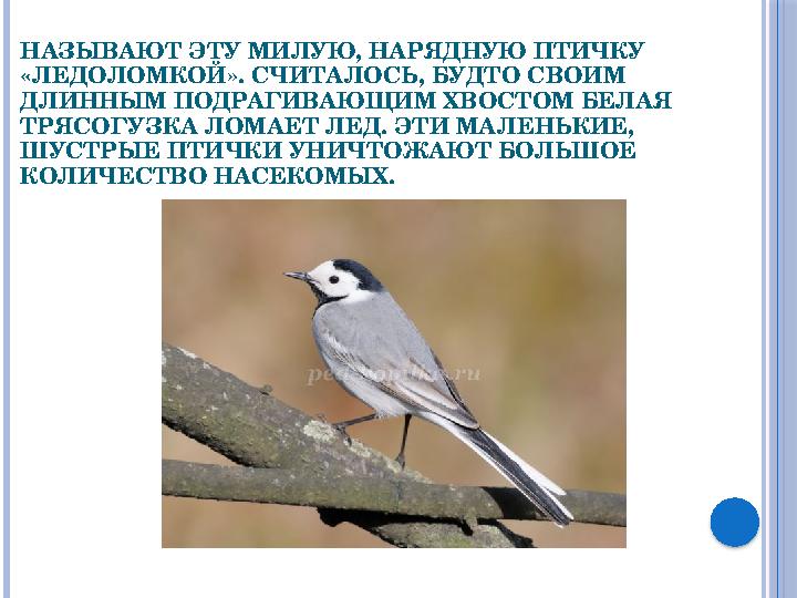 НАЗЫВАЮТ ЭТУ МИЛУЮ, НАРЯДНУЮ ПТИЧКУ «ЛЕДОЛОМКОЙ». СЧИТАЛОСЬ, БУДТО СВОИМ ДЛИННЫМ ПОДРАГИВАЮЩИМ ХВОСТОМ БЕЛАЯ ТРЯСОГУЗКА ЛОМАЕ