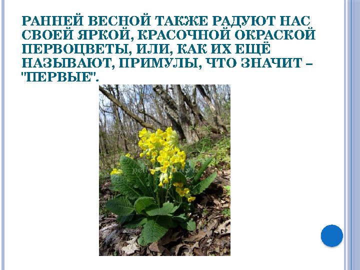 РАННЕЙ ВЕСНОЙ ТАКЖЕ РАДУЮТ НАС СВОЕЙ ЯРКОЙ, КРАСОЧНОЙ ОКРАСКОЙ ПЕРВОЦВЕТЫ, ИЛИ, КАК ИХ ЕЩЁ НАЗЫВАЮТ, ПРИМУЛЫ, ЧТО ЗНАЧИТ – "