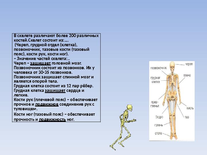 Какой тип ткани преобладает в скелете