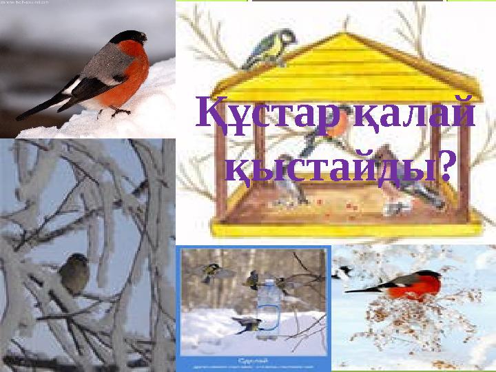 Құстар қалай қыстайды?