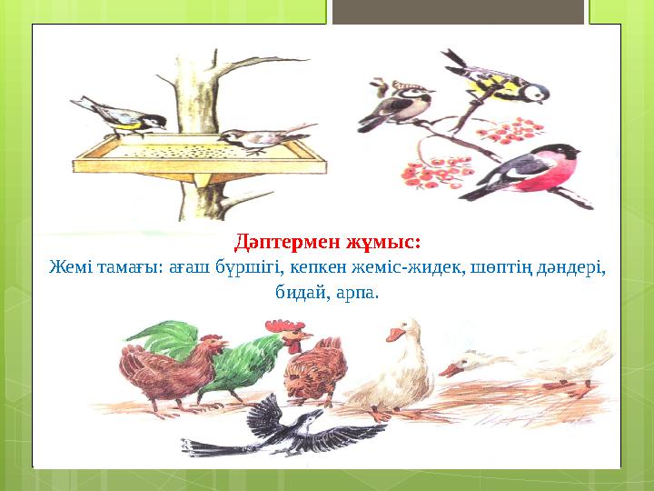 Дәптермен жұмыс: Жемі тамағы: ағаш бүршігі, кепкен жеміс-жидек, шөптің дәндері, бид